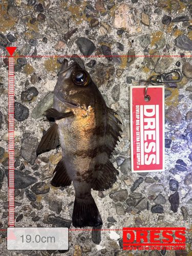 クロメバルの釣果