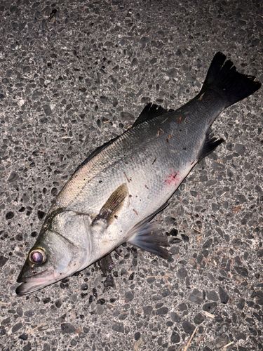 ヒラスズキの釣果