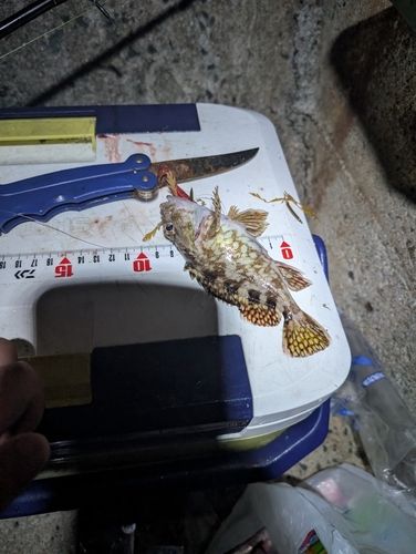 カサゴの釣果