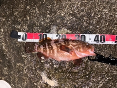 キジハタの釣果