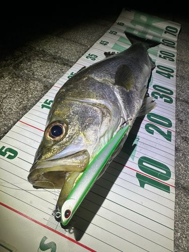 シーバスの釣果