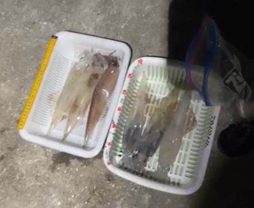 ヤリイカの釣果