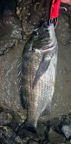 チヌの釣果