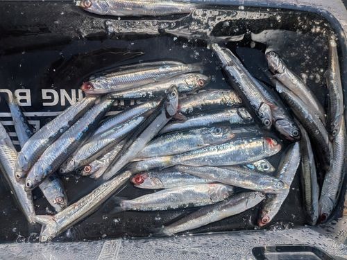 カタクチイワシの釣果