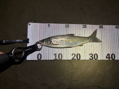 ウグイの釣果
