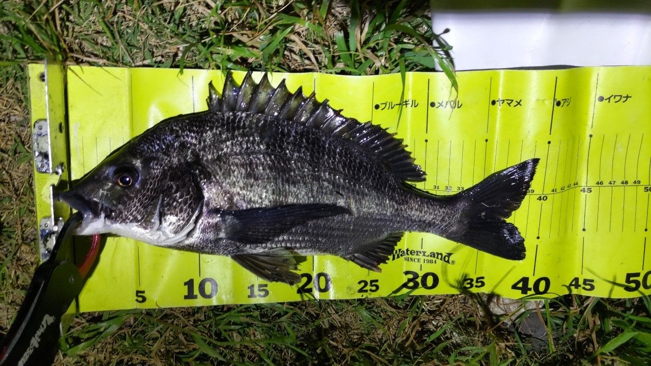 SHIMANO 18ワールドシャウラ 2832RS-2の最安値・インプレ・釣果 | 本音