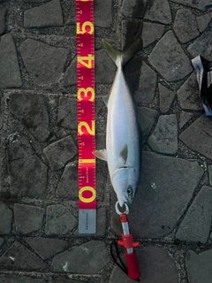 ワラサの釣果