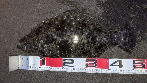 ヒラメの釣果