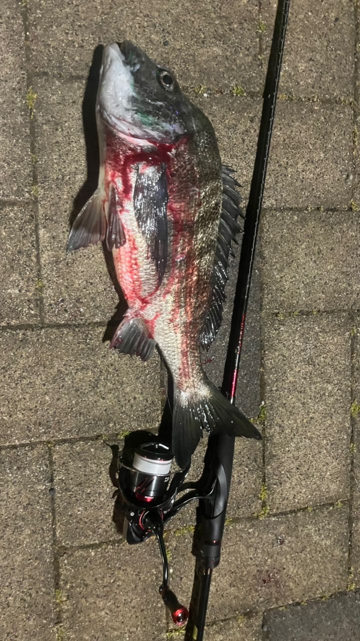 SHIMANO 21セフィア XR S76UL-Sの最安値・インプレ・釣果 | 本音の