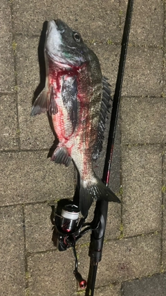 チヌの釣果