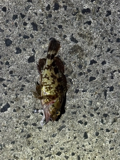 カサゴの釣果
