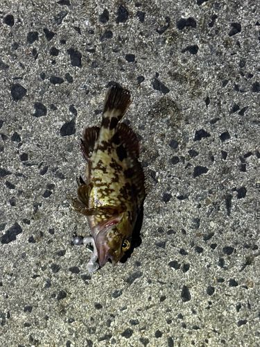 カサゴの釣果