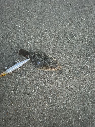 ヒラメの釣果