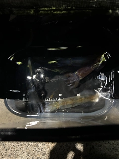 イカの釣果