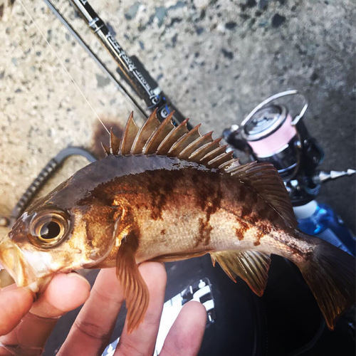 アカメバルの釣果