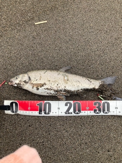 ウグイの釣果