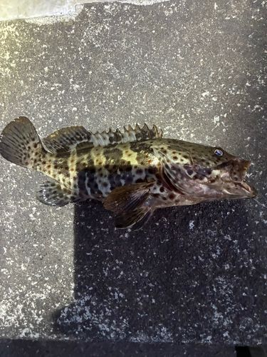 チャイロマルハタの釣果