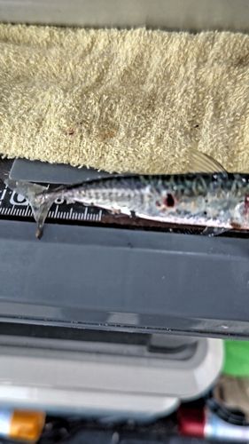 サバの釣果