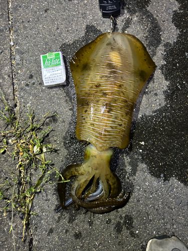 アオリイカの釣果