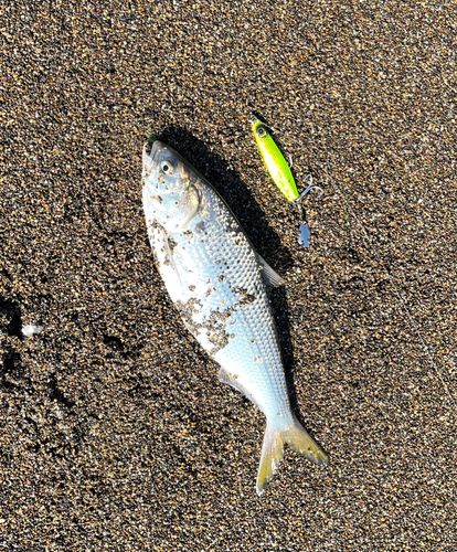 コノシロの釣果