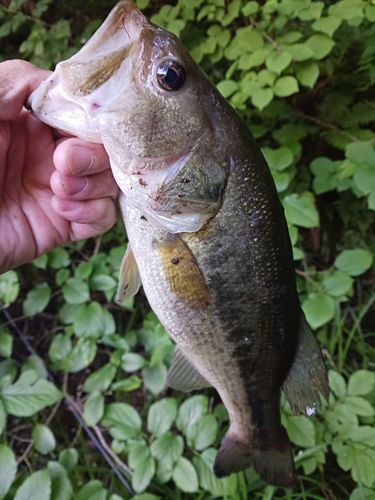 ラージマウスバスの釣果