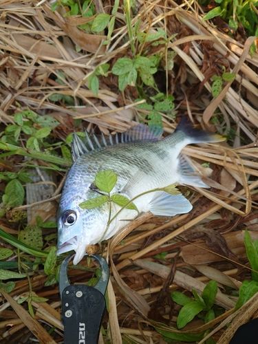 キビレの釣果