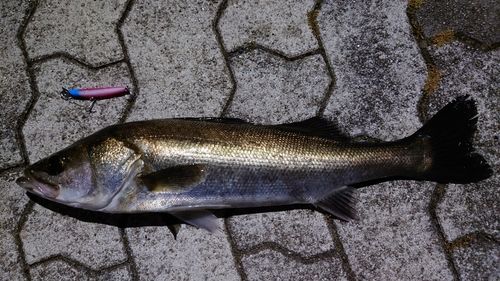フッコ（マルスズキ）の釣果