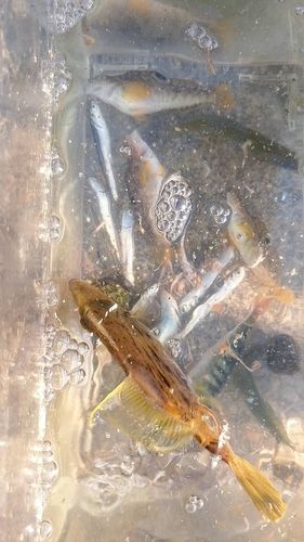 カワハギの釣果