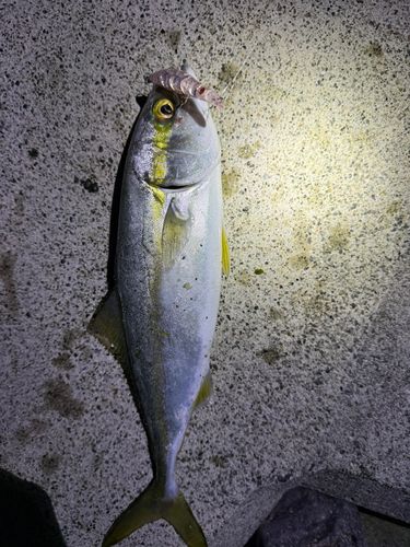 ツバイソの釣果