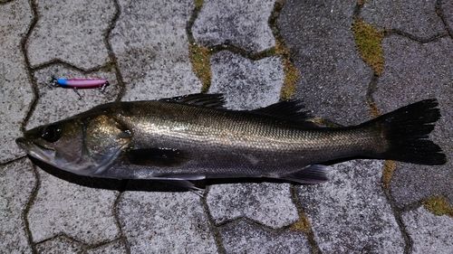 フッコ（マルスズキ）の釣果