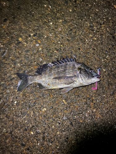 チヌの釣果