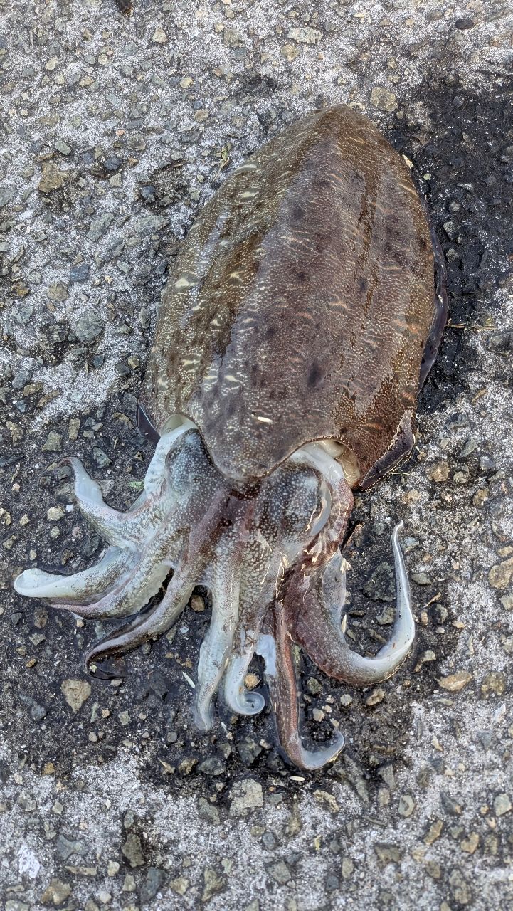 モンゴウイカの釣果写真