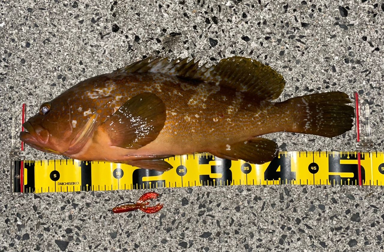 アコウの釣果写真
