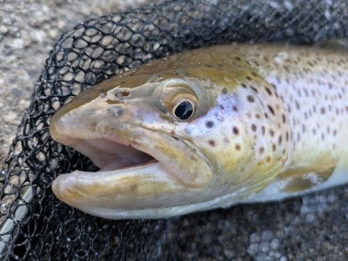 ブラウントラウトの釣果