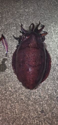 コウイカの釣果