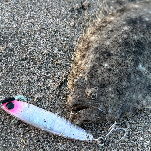 ヒラメの釣果