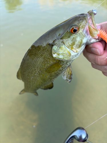 九頭竜川で釣れたブラックバスの釣り・釣果情報 - アングラーズ | 釣果