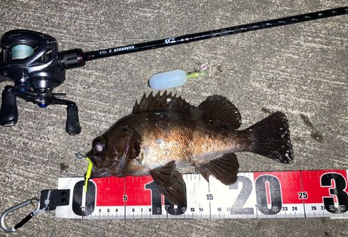 メバルの釣果