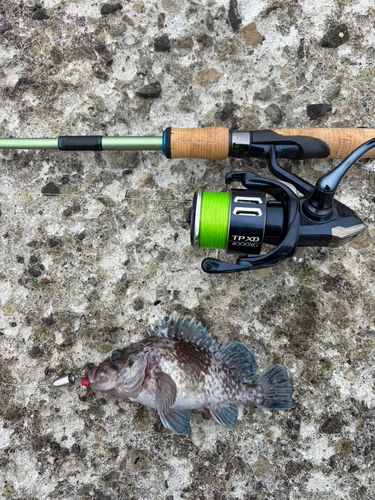 ソイの釣果