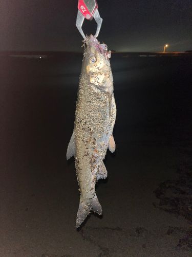 ウグイの釣果