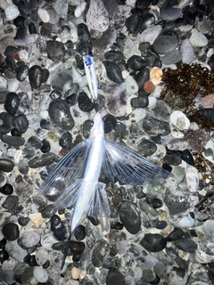 トビウオの釣果