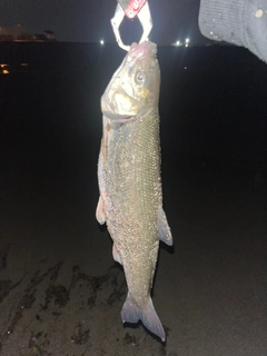 ウグイの釣果