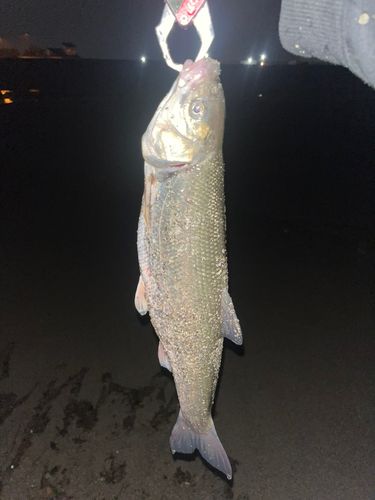 ウグイの釣果