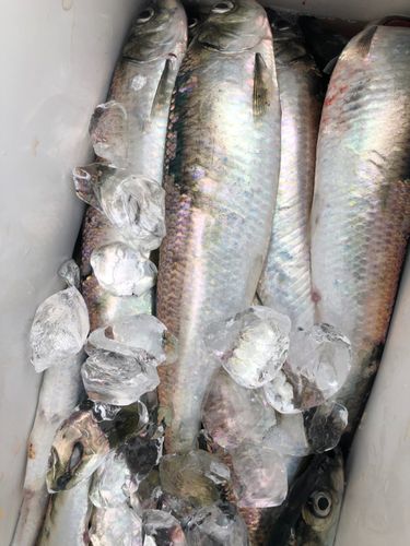 ニシンの釣果