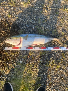 ブリの釣果