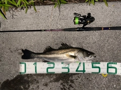 シーバスの釣果