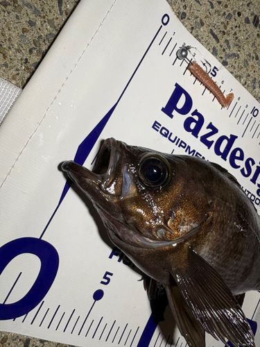 メバルの釣果