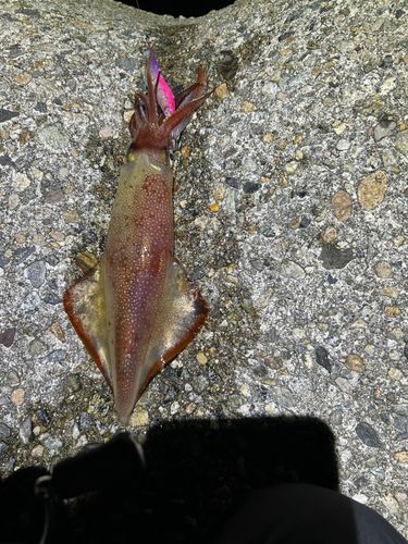 ケンサキイカの釣果