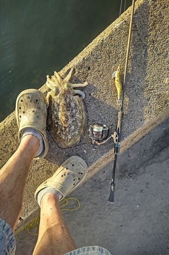 モンゴウイカの釣果