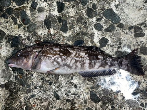 アイナメの釣果